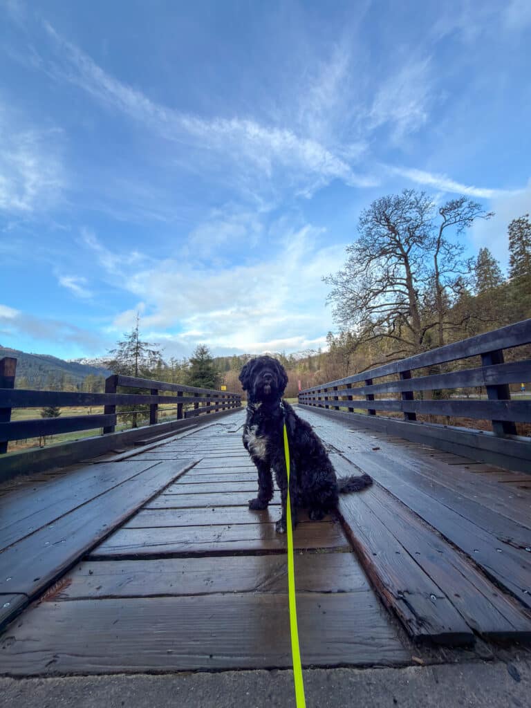 Black curly-coated dog on a woodland bridge during a Paw Prints Hotel walk