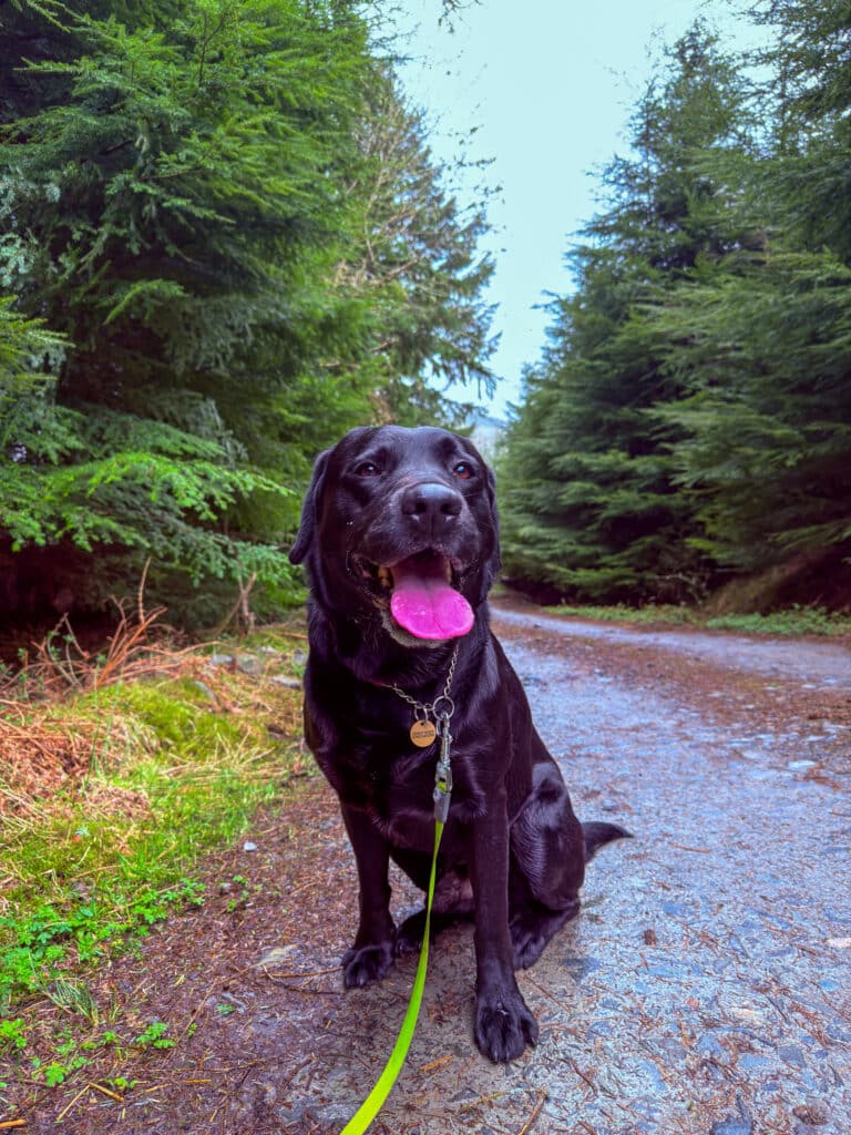 Black Labrador sitting on a forest path during a Paw Prints Hotel walk