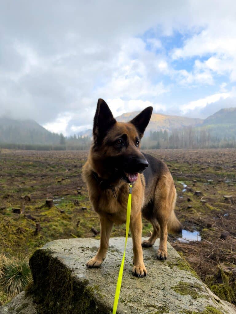 Dog photo attached to Laura’s Paw Prints Dog Hotel review